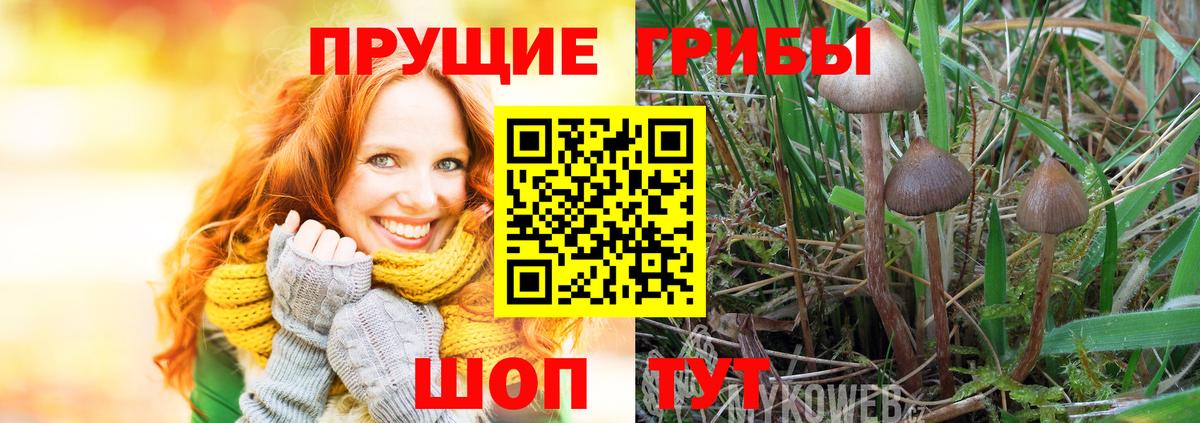 Псилоцибиновые грибы GOLDEN TEACHER Бердск